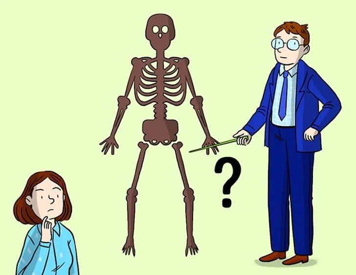 Énigme n°4 - Combien d'os de fémurs avez-vous ?