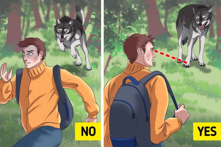 Survivre à une attaque de loup