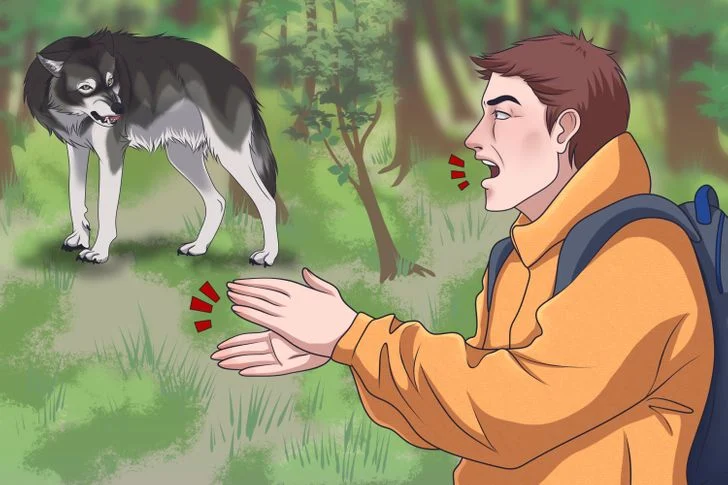Survivre à une attaque de loup