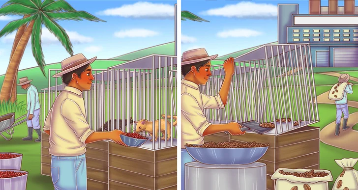 Le café le plus cher du monde est extrait du caca
