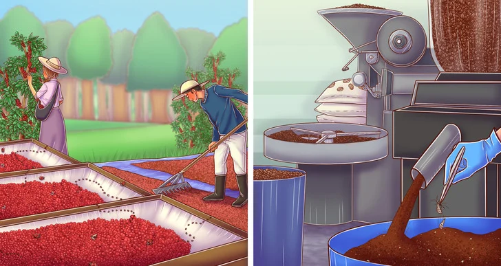 Le café moulu contient des microbes