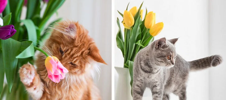 Appliquez-les sur les plantes pour éloigner le chat