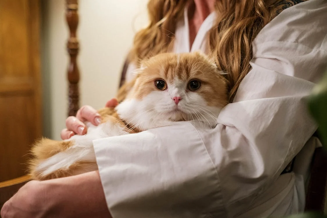 Avoir un chat est un engagement à vie