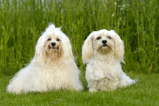 Bichon Havanais