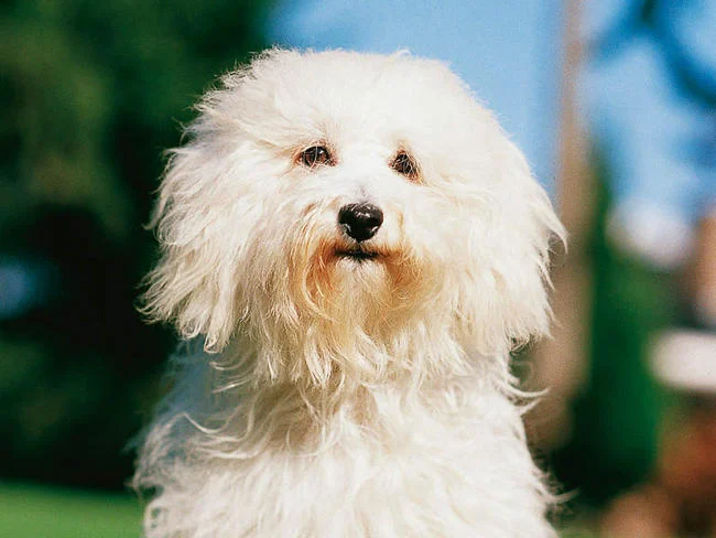 Bichon bolonais