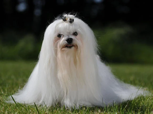 hypoallergéniques Bichon maltais