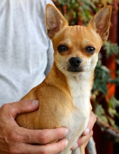 Chihuahua