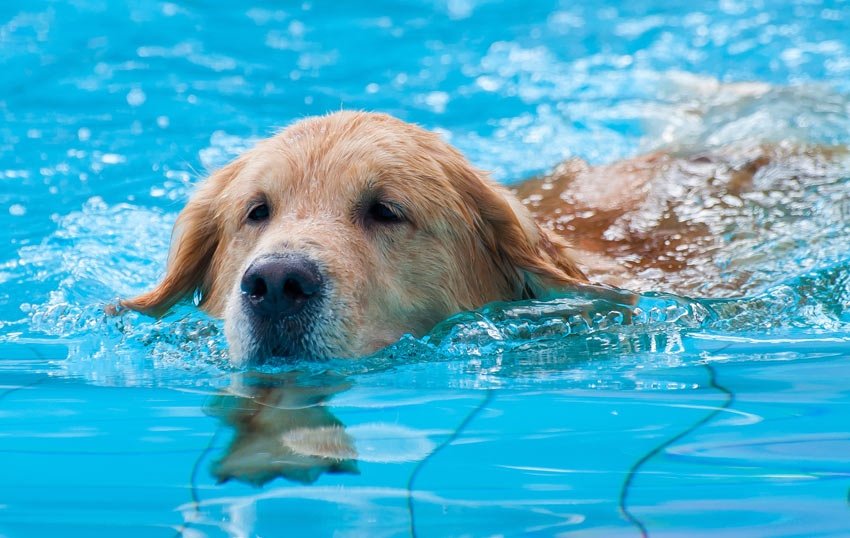 Débutez la séance de natation de votre chien dans une eau à faible profondeur