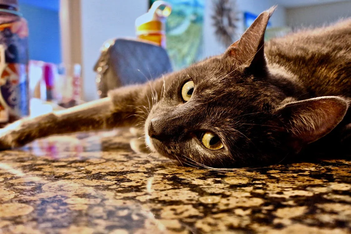 Élimination hors du bac à litière