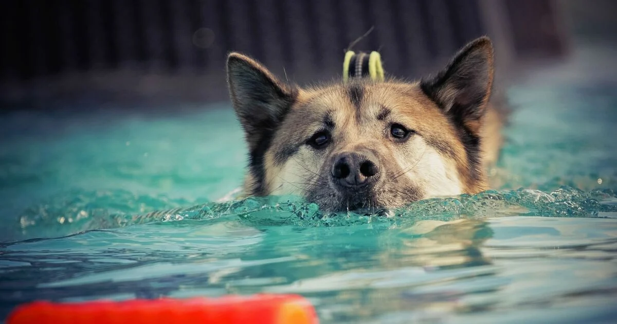Est-ce que les piscines d'eau salée sont préférables
