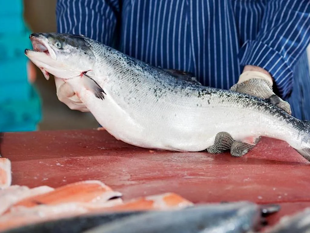Farmed salmon