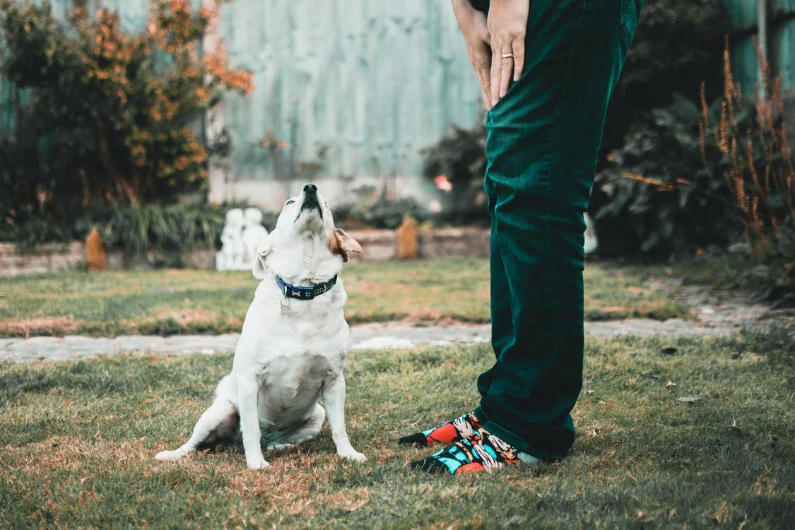 chien Je ne peux plus voir, ni entendre aussi bien