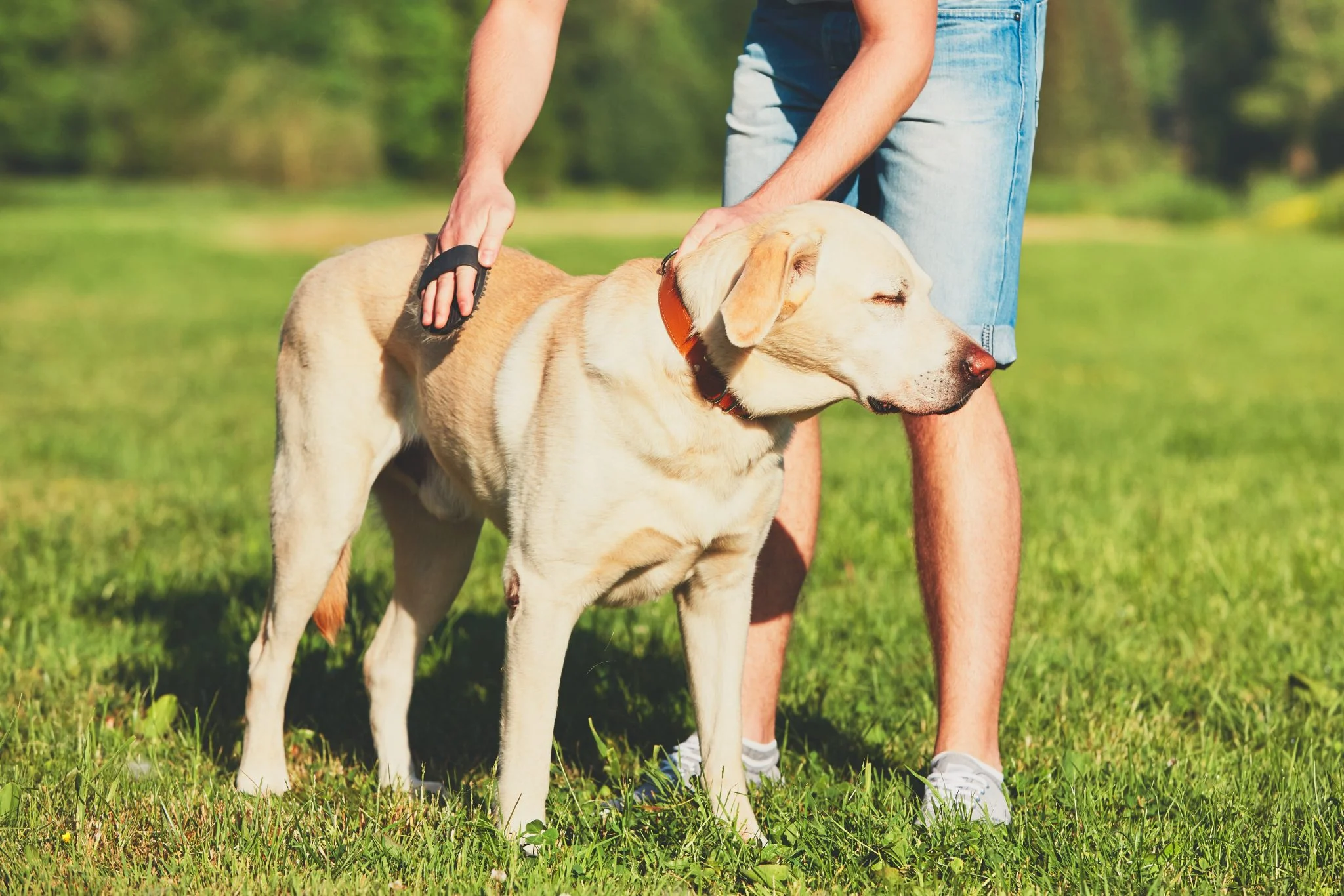 La prévention des poils de chien