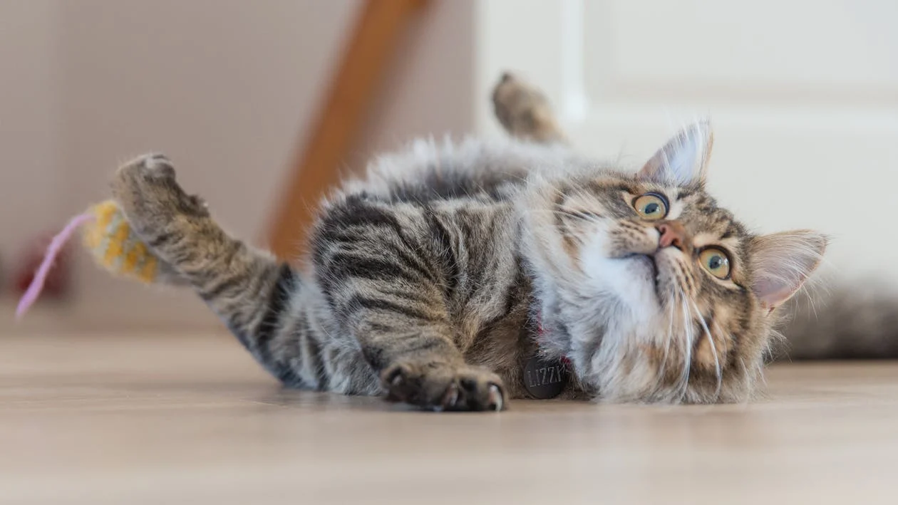 Soins à domicile pour les chats âgés