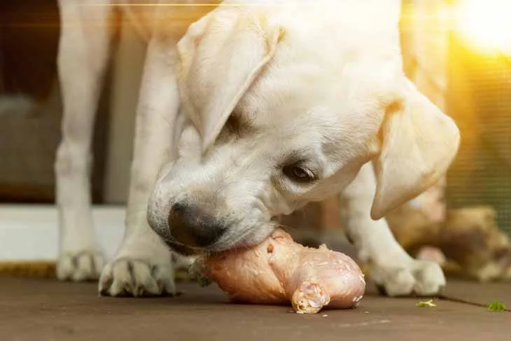 #5 - Poulet