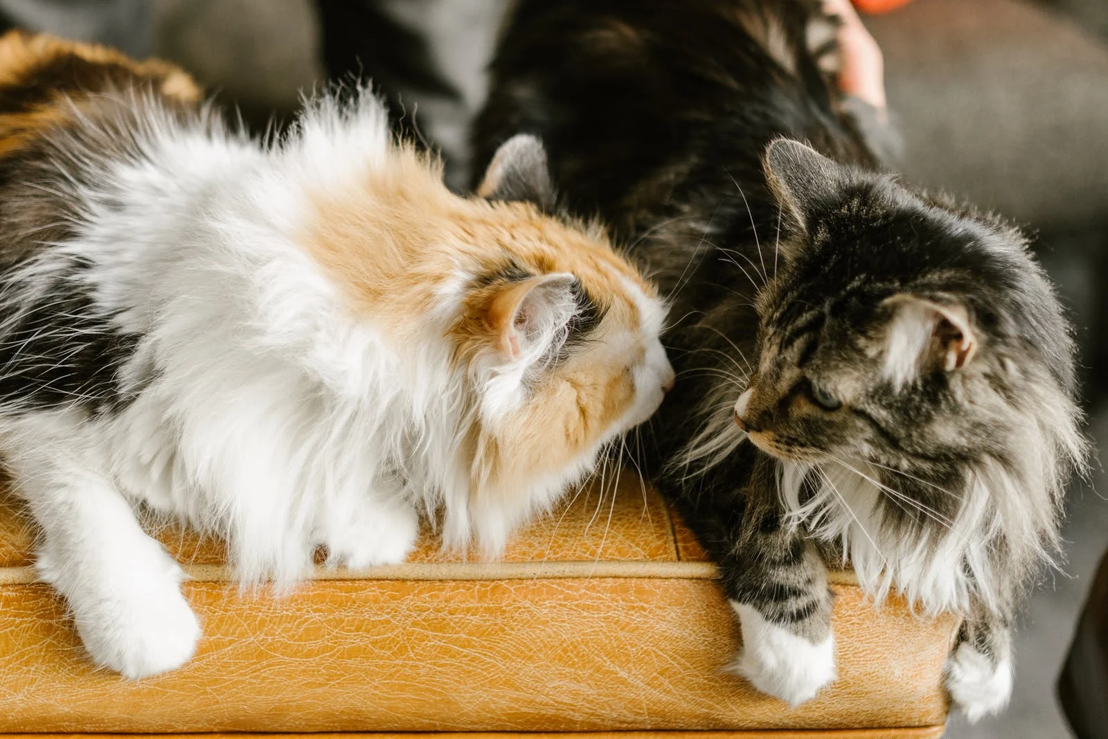 Les chats ont besoin de soins