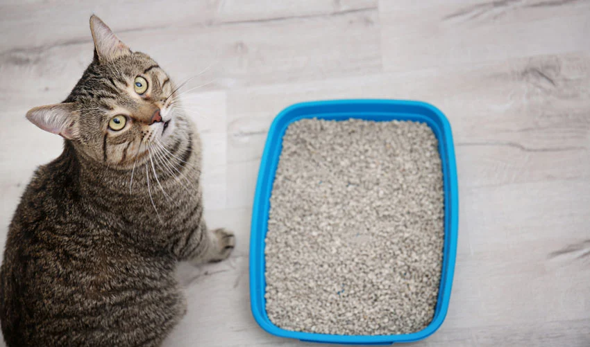 Les chats ont besoin d'un endroit propre