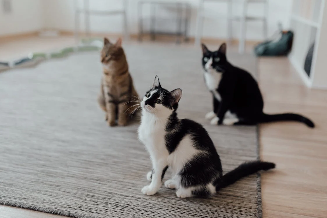 Les chats ont un programme