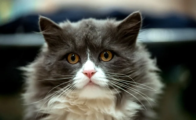 L'huile de coco peut faciliter la digestion de votre chat