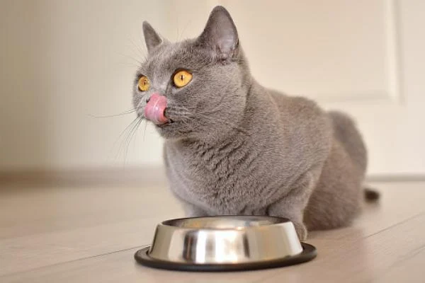 L'huile de coco peut renforcer le système immunitaire de votre chat