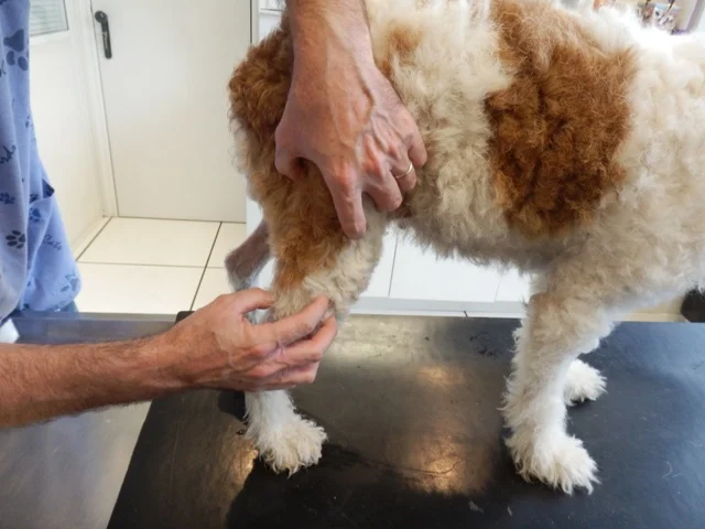Maladie du ligament croisé