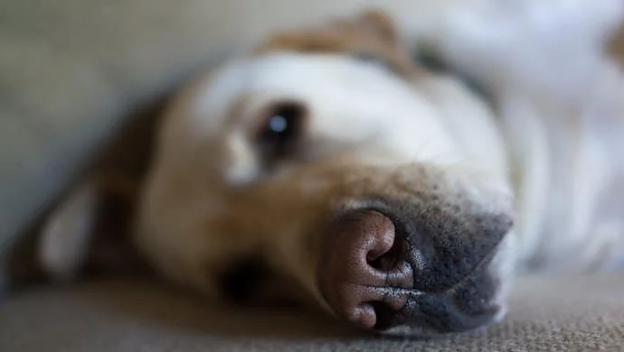 Parvovirus canin
