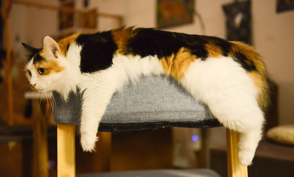 Pommades