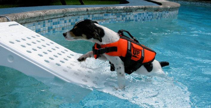 Sécurité des chiens dans la piscine