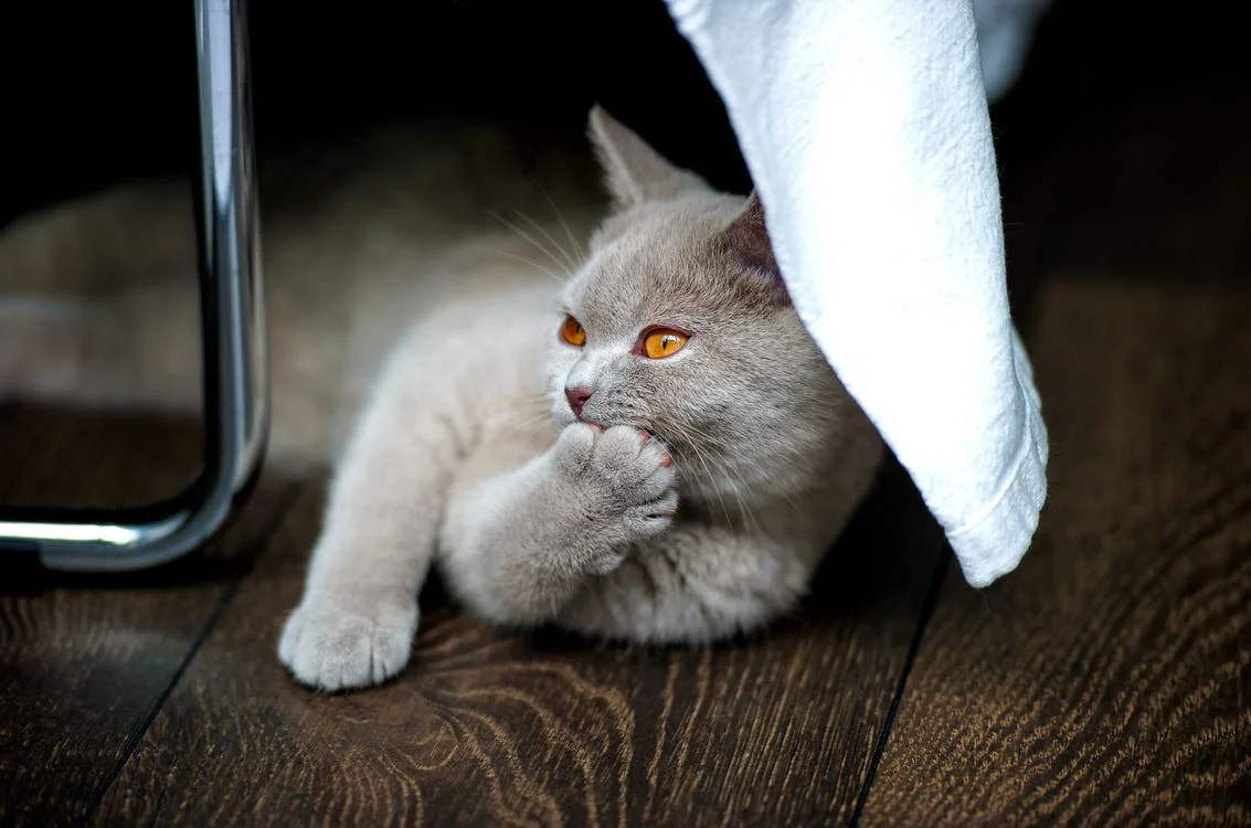 Soins à domicile pour les chats âgés