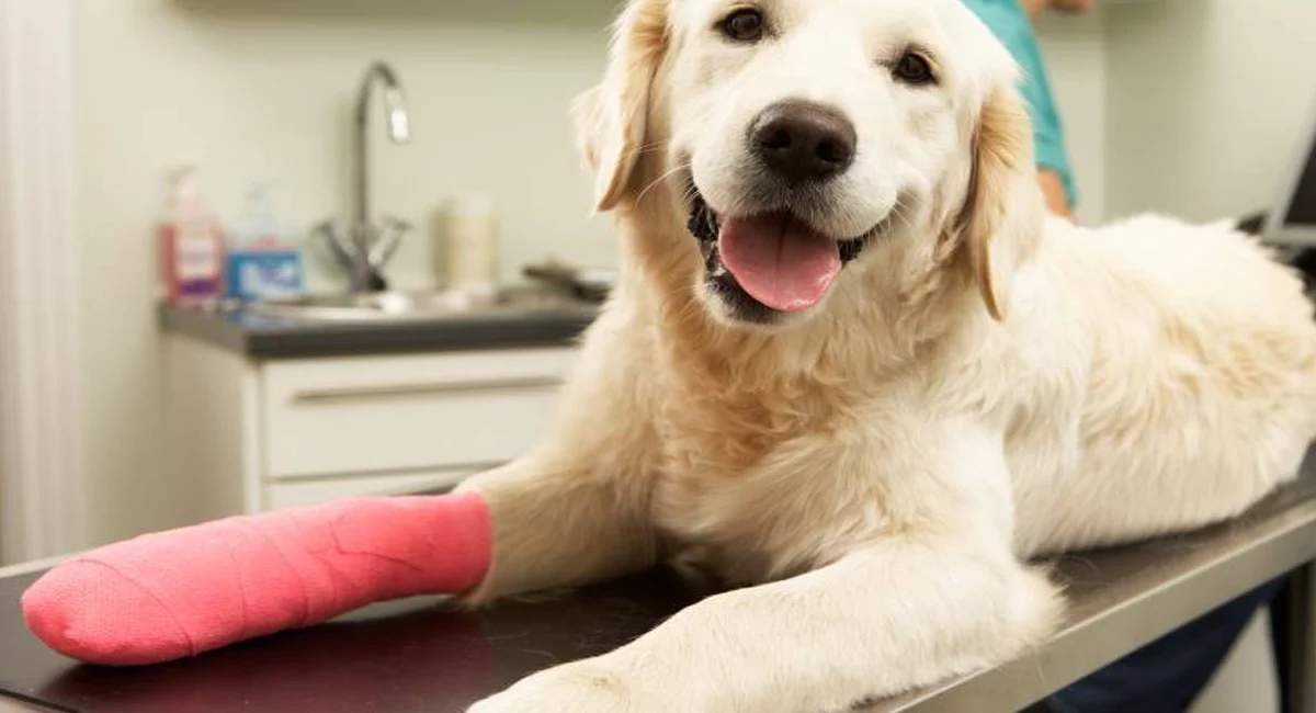 La maladie de Cushing peut avoir deux causes différentes chez le chien La maladie de Cushing peut avoir deux causes différentes chez le chien