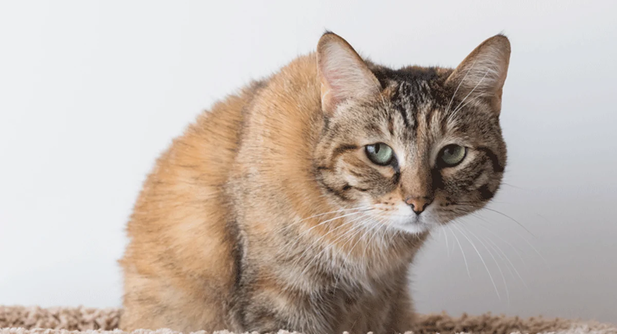 symptômes de douleur les plus courants chez les chats symptômes de douleur les plus courants chez les chats