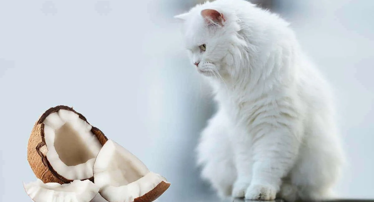 l’huile de noix de coco pour la santé de votre chat 6 bienfaits surprenants de l'huile de noix de coco pour la santé de votre chat
