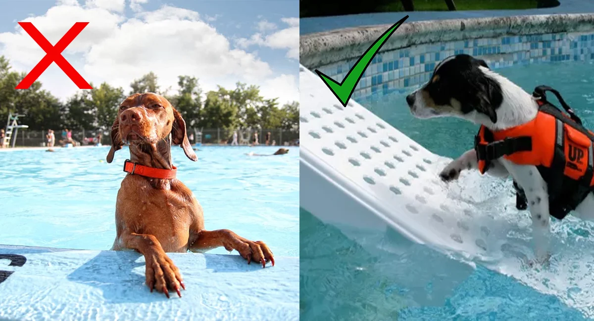 Les chiens et la piscine : 5 choses à garder à l’esprit piscine est mauvaise à boire pour les chiens