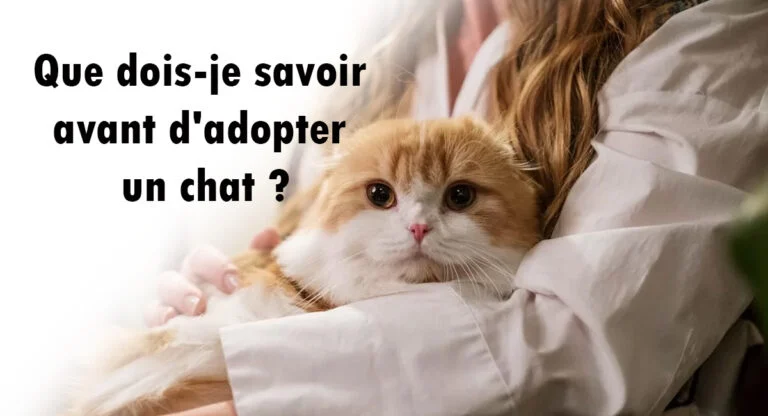 choses à savoir absolument avant d'adopter un chat
