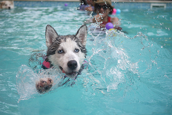 piscine  Est-ce que l'eau de piscine est mauvaise à boire pour les chiens