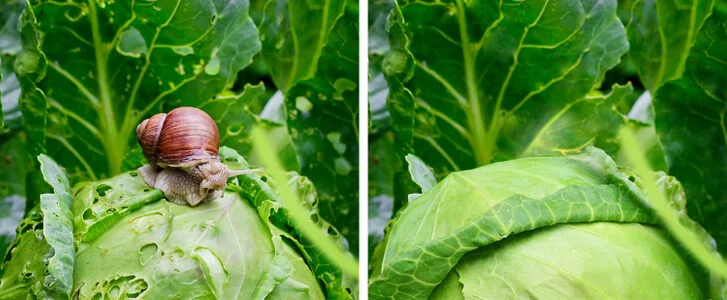 Éloignez les escargots de votre jardin