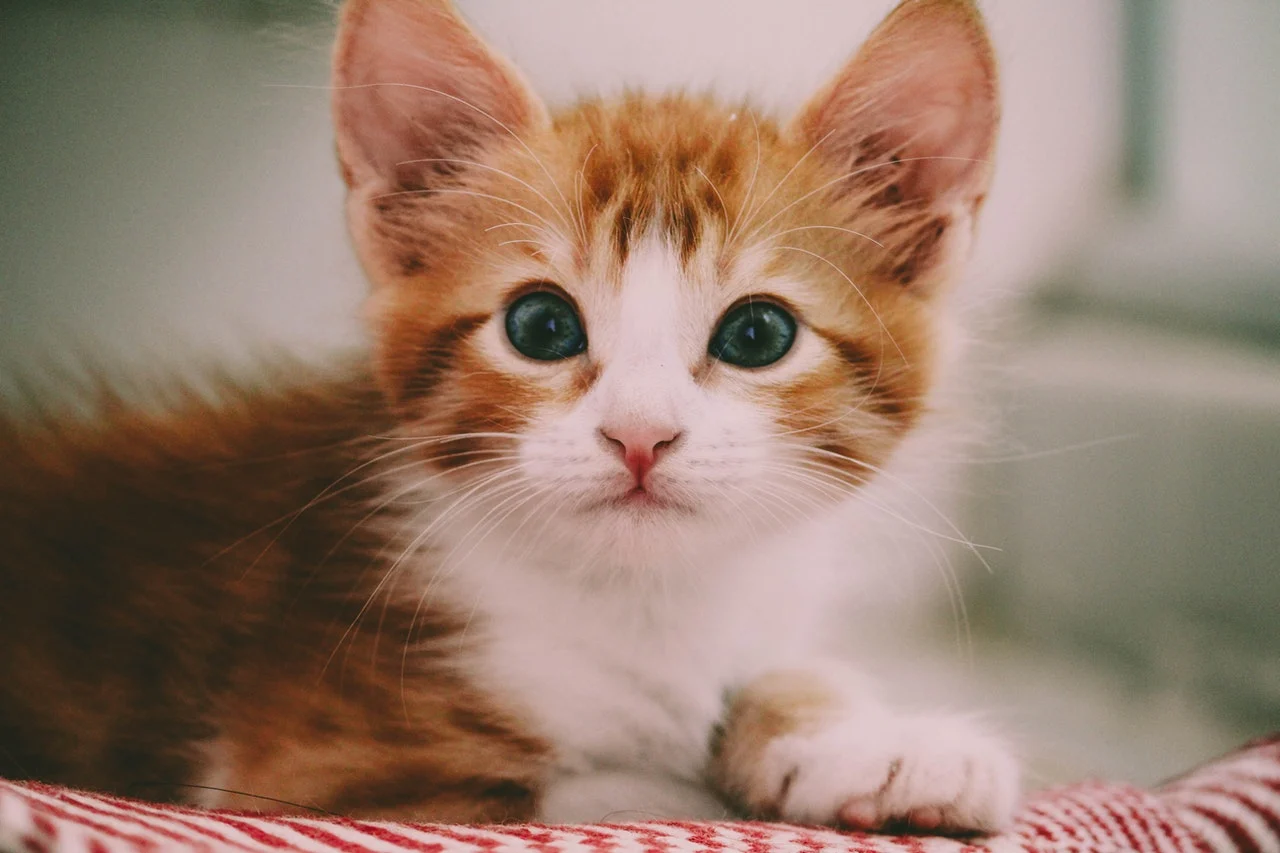 me mord chat L'âge