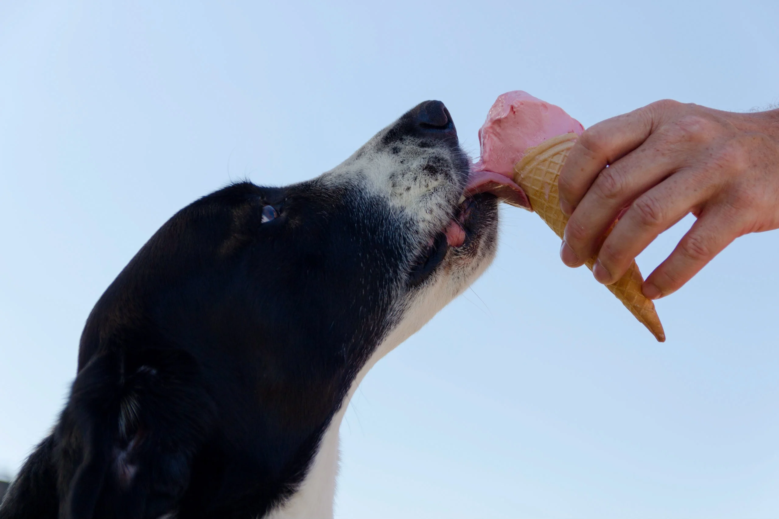 chien lui donner une alimentation saine et équilibrée