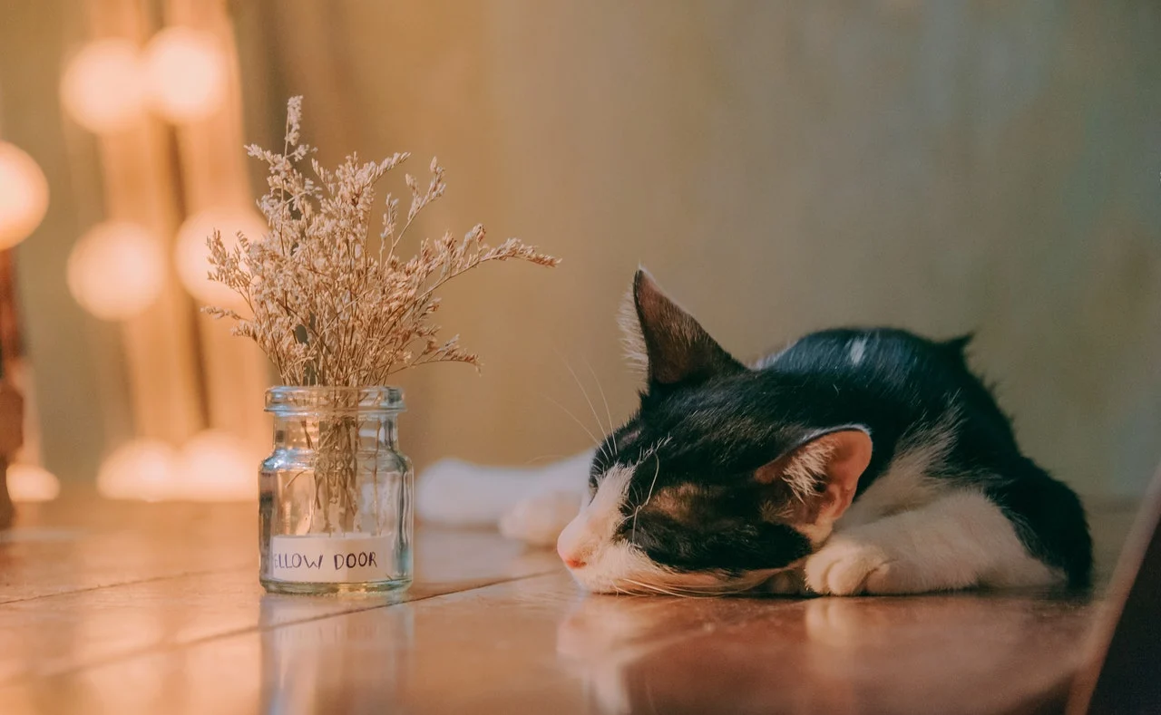 Changements dans les habitudes de sommeil