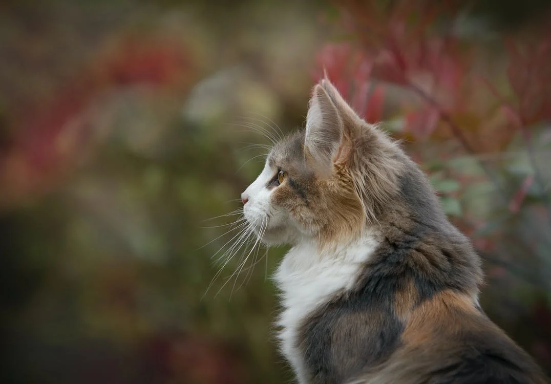 solutions les plus courantes pour traiter l'acné des chats
