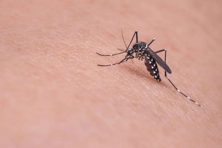 Soulager les piqûres d'insectes