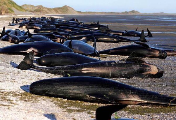 Pourquoi les baleines s'échouent-elles sur les côtes