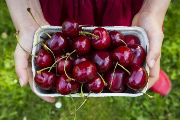 Les cerises peuvent prévenir les douleurs articulaires.