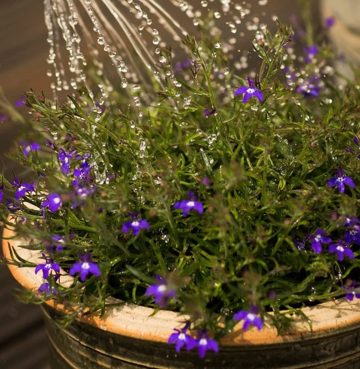 Arrosez vos plantes