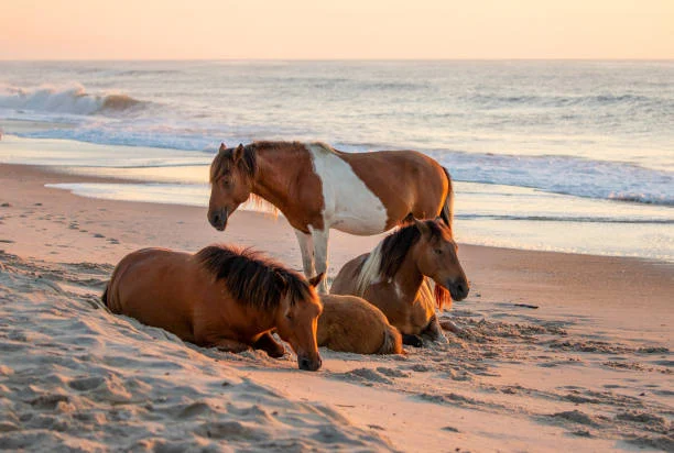 Assateague Beach, Maryland