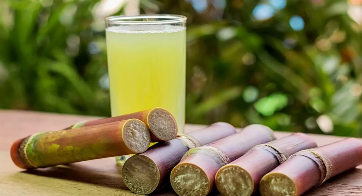 Canne à sucre : 10 bienfaits étonnants de cette boisson magique