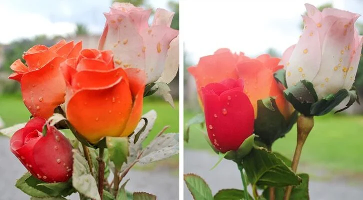 Dépoussiérez vos fleurs artificielles