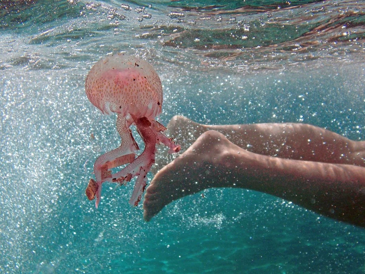 Laver la zone de piqûre avec de l'eau de mer