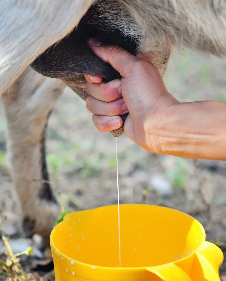 Utiliser du lait de chèvre comme bain