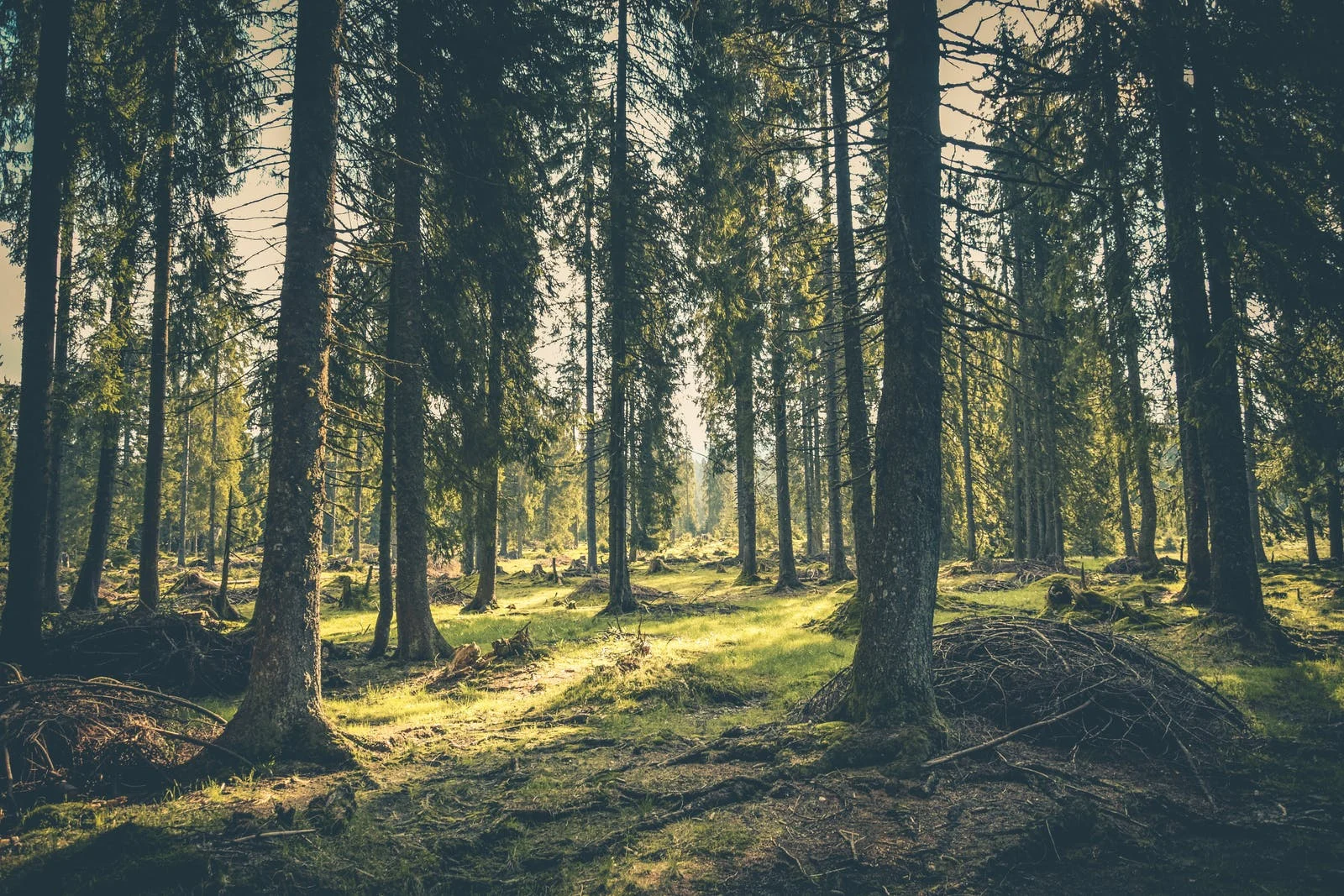 Vous marchez dans la forêt et regardez le sol